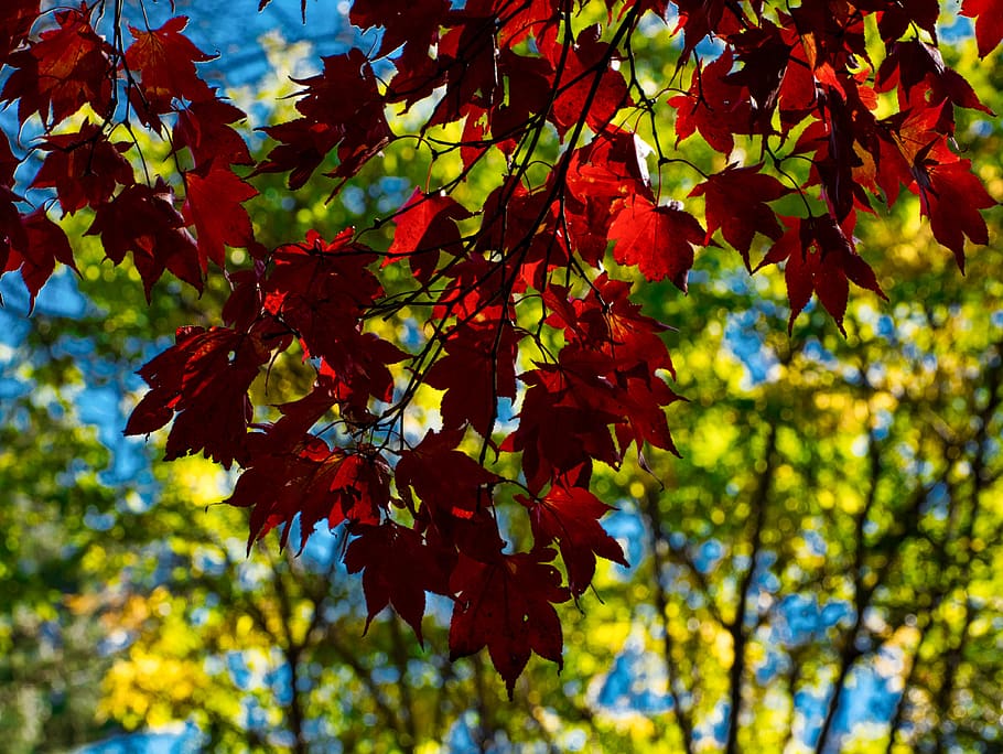leaf, fall, season, nature, maple, plant part, tree, autumn HD wallpaper
