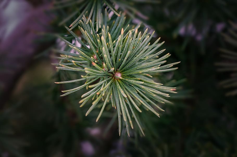 branch, cedar, tree, plant, nature, conifer, close, needles HD wallpaper