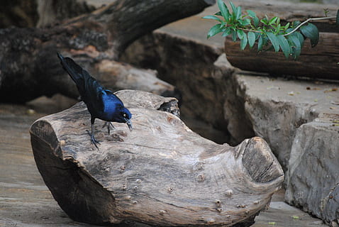 blue and black bird perched on tree stump near green leafed plant HD wallpaper