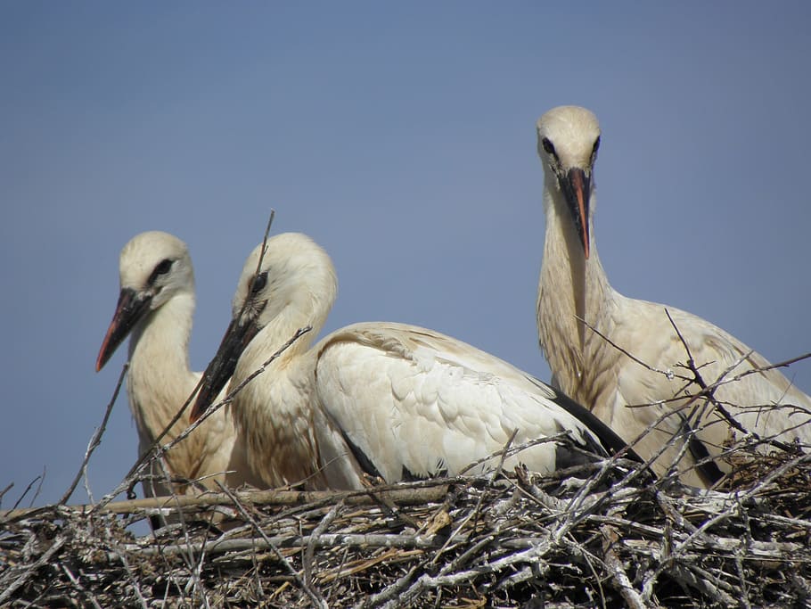 Stork, Bird, Ready, Summer, have, ostrich, animal wildlife HD wallpaper