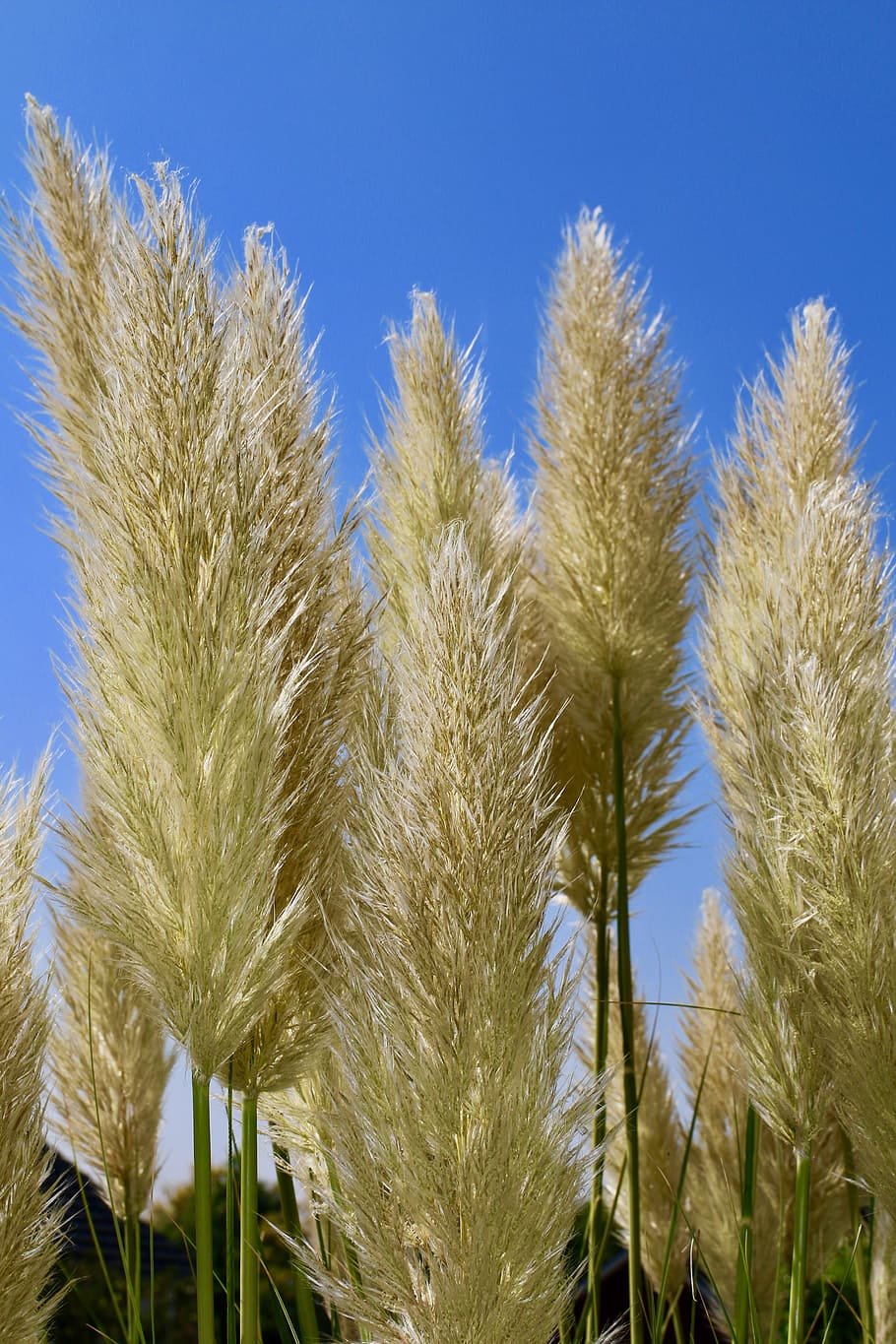 pampas grass, bushy, fluffy, sky, plant, growth, agriculture, HD wallpaper