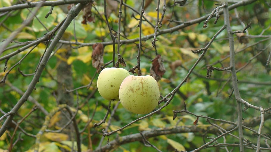 apples, fruit, nature, plant, food, tree, food and drink, focus on foreground HD wallpaper