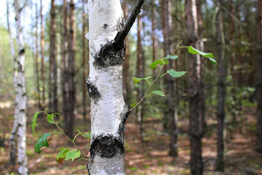 forest, birch, the bark, tree, nature, foliage, autumn, landscape HD wallpaper