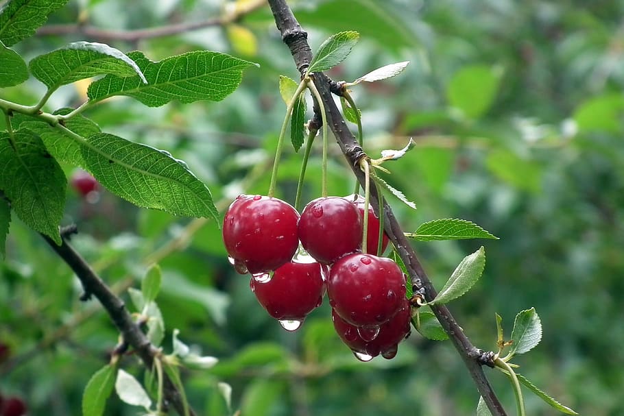 red cherry close up photography, fruit, twig, nature, leaf HD wallpaper