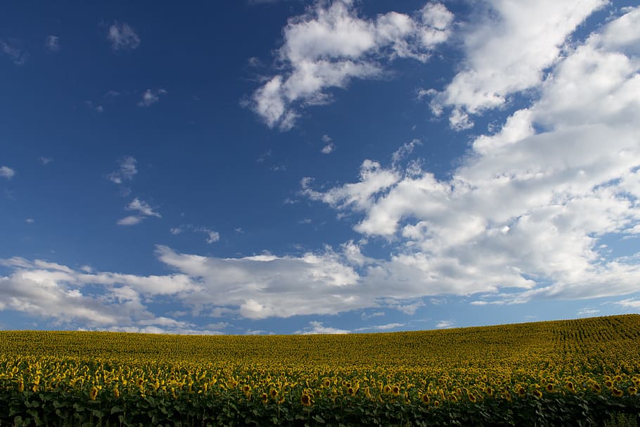 sunflower field, clouds, sky, agriculture, plant, nature, cloud - sky HD wallpaper
