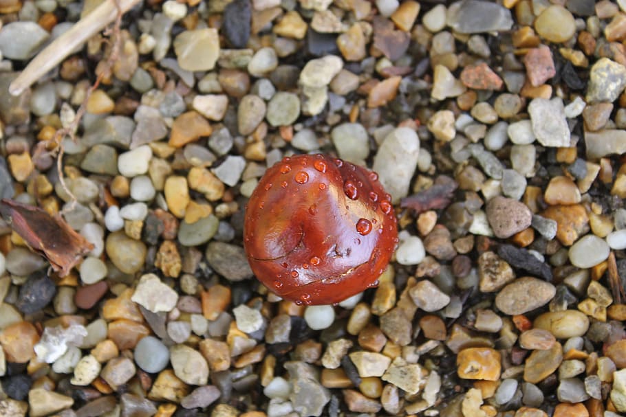 Chestnut, Conker, Seed, Organic, healthy, snack, gravel, red HD wallpaper