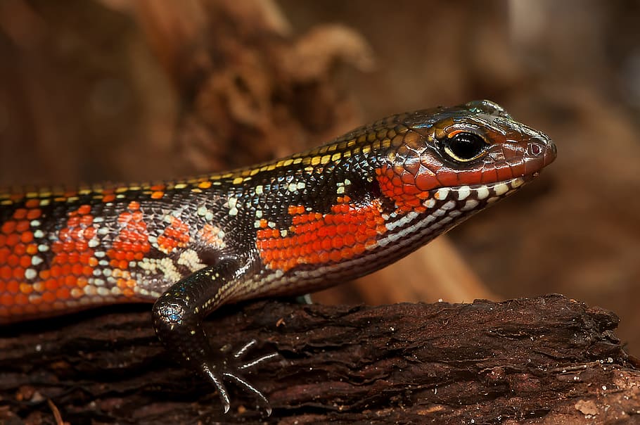 Red and Black Salamander, animal, close-up, lizard, macro, reptile HD wallpaper