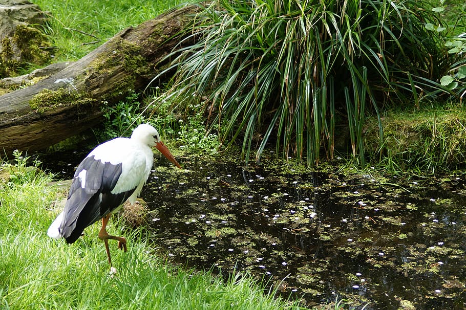 stork, bird, storks, animals, rattle stork, white stork, adebar HD wallpaper