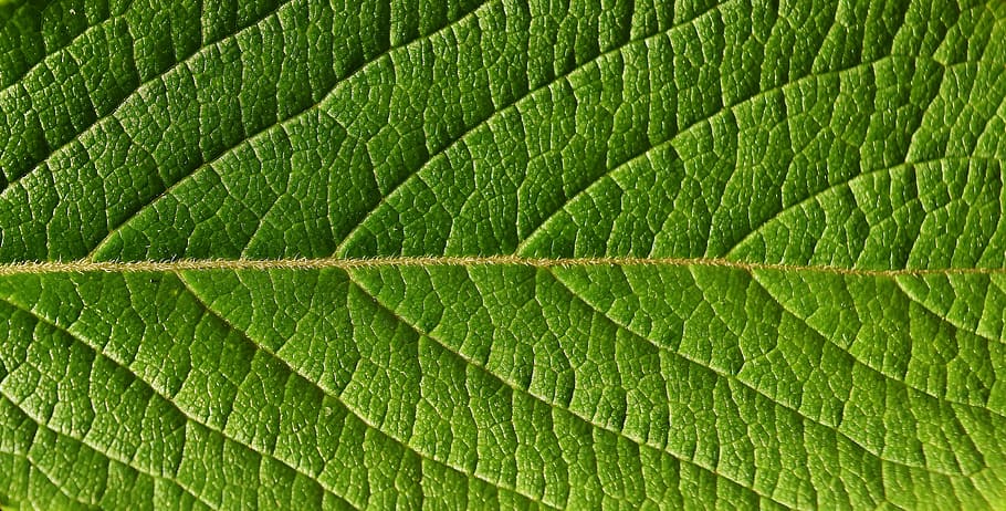 macro photo of green leaf, close, nature, tree, green color HD wallpaper