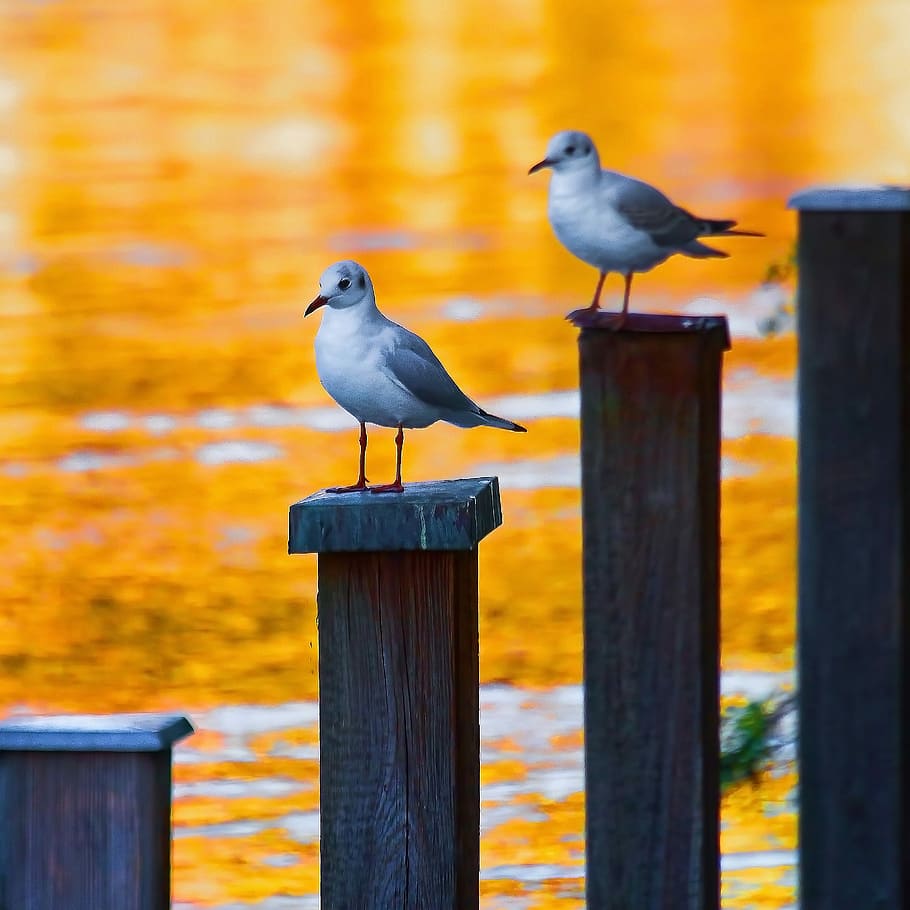 selective focus photography of gray short-beaked bird on wooden stand, shallow focus photography of white and gray bird HD wallpaper