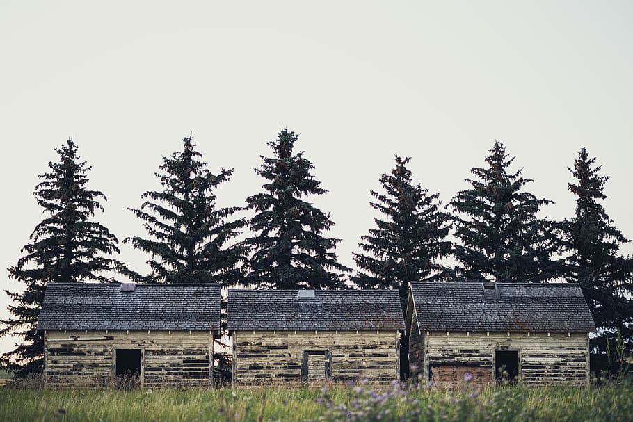 landscape photo of houses in front of pine trees during daytime, three grey wooden houses HD wallpaper