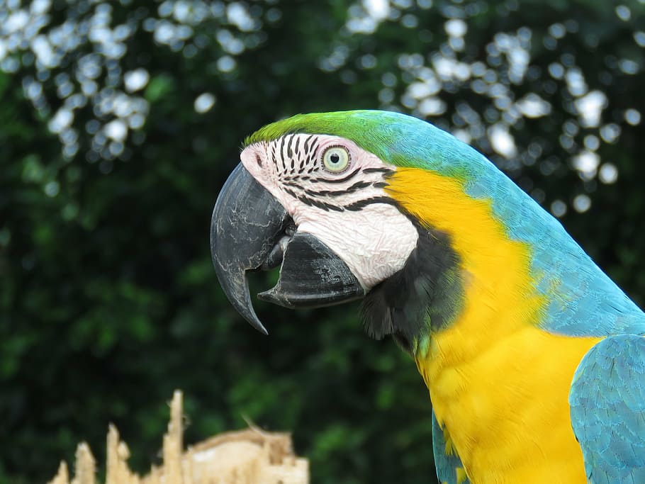 macaw, lora, ave, bird, one animal, animal body part, parrot HD wallpaper