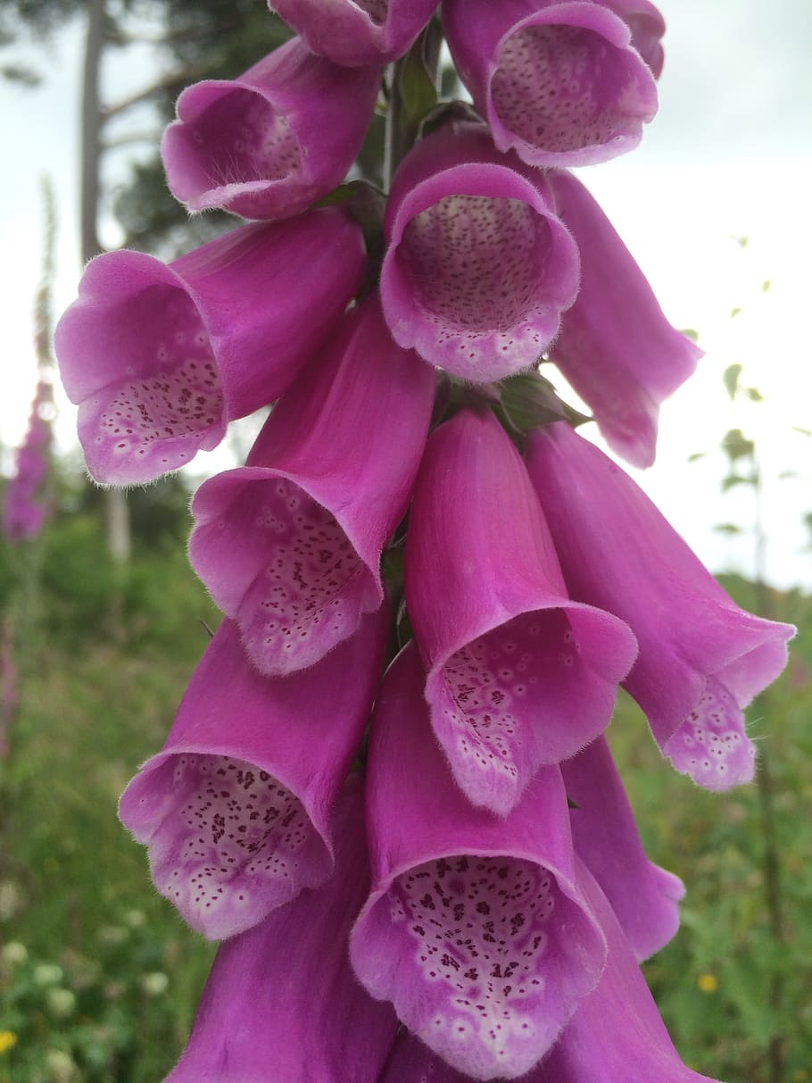 foxglove, wildflower, irish, digitalis, plant, nature, flora, HD wallpaper