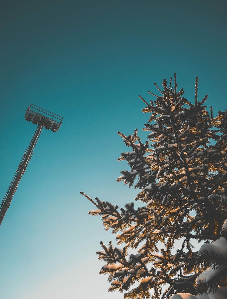 worm's eye view of tree, low angle photography of pine trees under clear sky during daytime HD wallpaper