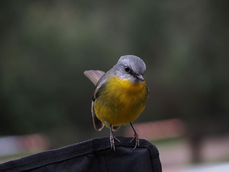 short-beaked gray and yellow bird chirping on black textile, bokeh photography of a green and yellow bird HD wallpaper