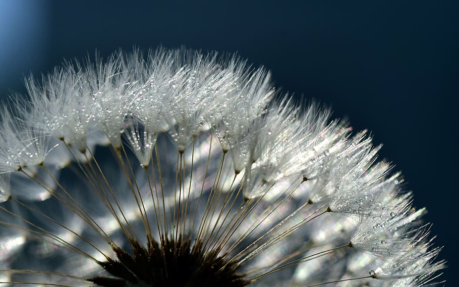 white dandelion, close, common dandelion, seeds, macro, nature, HD wallpaper