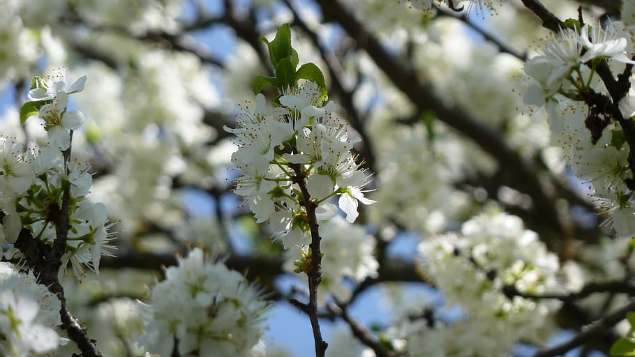 spring, flowers, white, nature, bloom, apple blossom, plant HD wallpaper