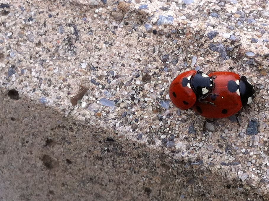 ladybug, pebble, nature, animals in the wild, animal wildlife HD wallpaper