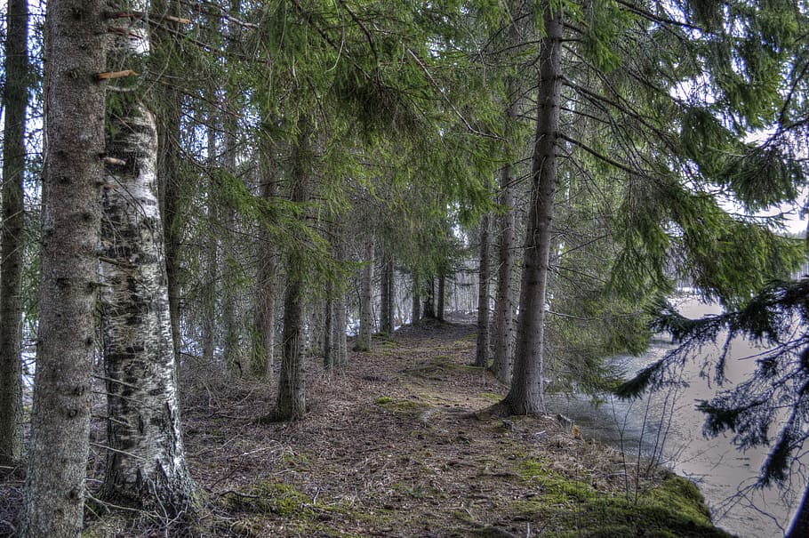 forest, tree, the path, spring, nature, finnish, branches, terrain HD wallpaper