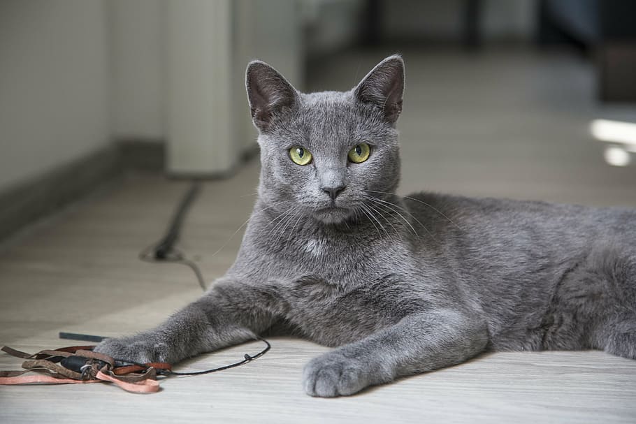 depth of field photography of korat cat leaning on gray parquet floor, HD wallpaper
