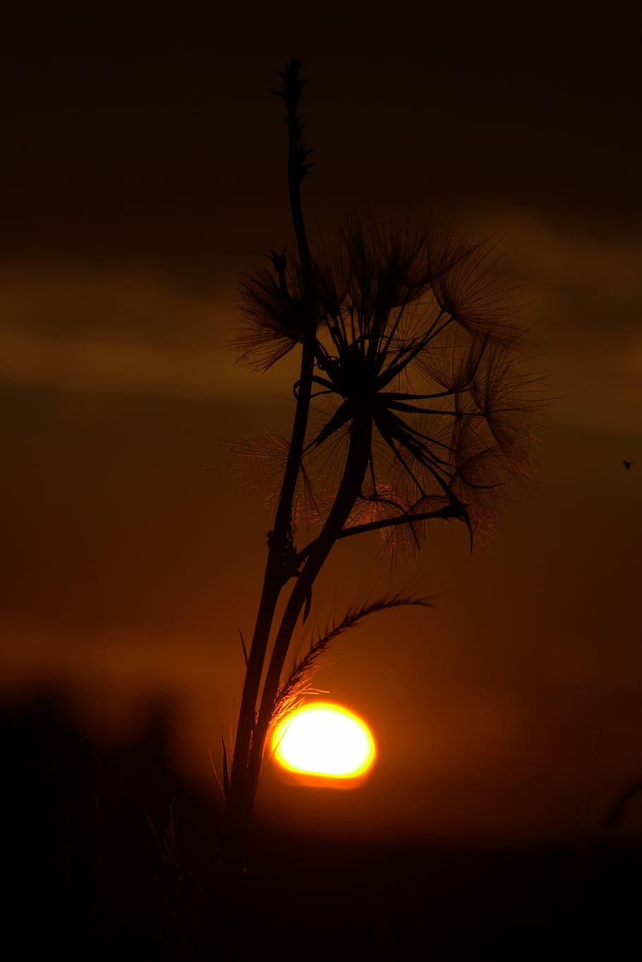Dandelion, Sunset, Evening, night, silhouette, no people, tree HD wallpaper