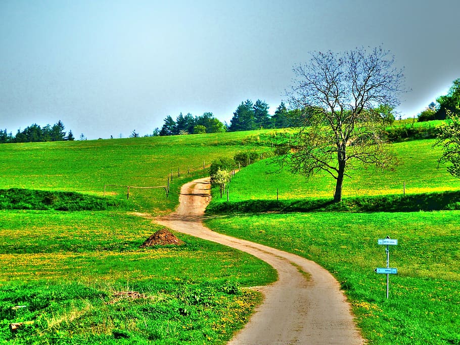 green grass, landscape, nature, background, meadows, flowers HD wallpaper