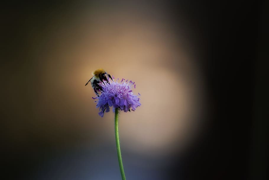 bee, flower, insect, blossom, bloom, macro, nature, plant, close HD wallpaper