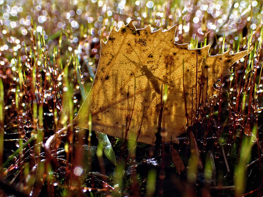 september magazine, bug, moist, moss, plant, close-up, leaf HD wallpaper