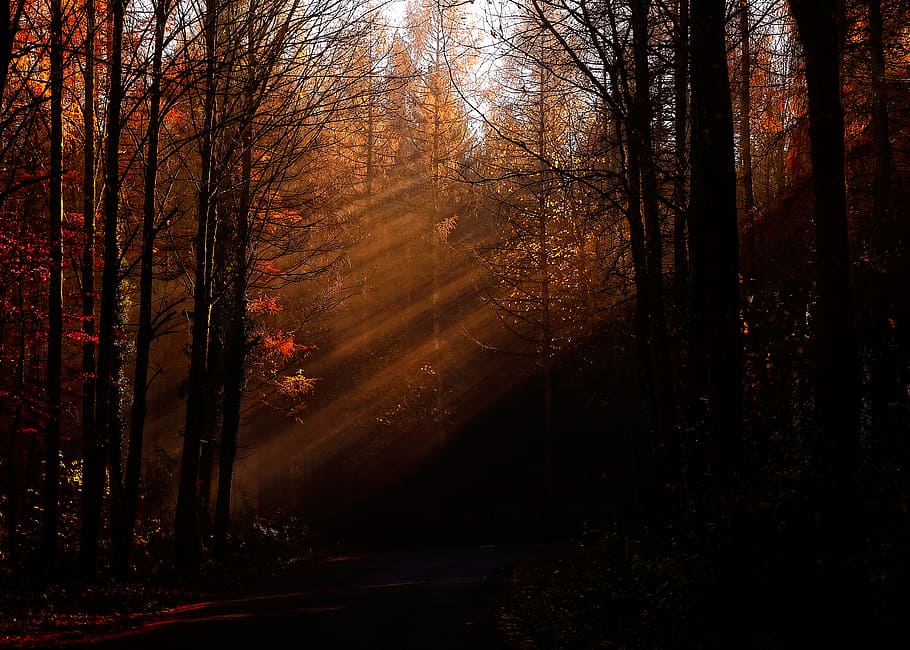 pine and bare trees lighted by sunlight, brown forest during day time HD wallpaper