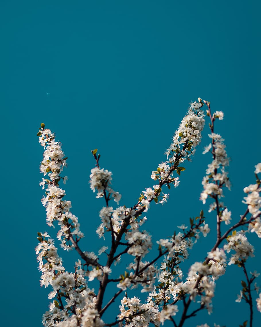flower, blue, cyan, flowering plant, fragility, blossom, beauty in nature HD wallpaper