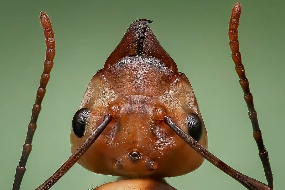 close-up photography of fire ant, queen ant, ant head, insect