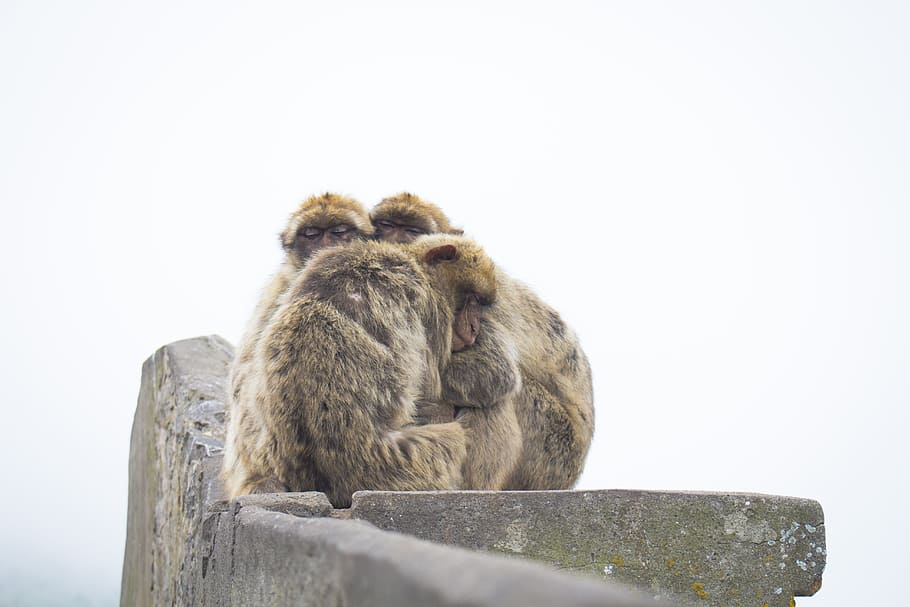 shallow focus photography of brown monkey hugging each other, three monkeys hugging on grey concrete pillar during daytime