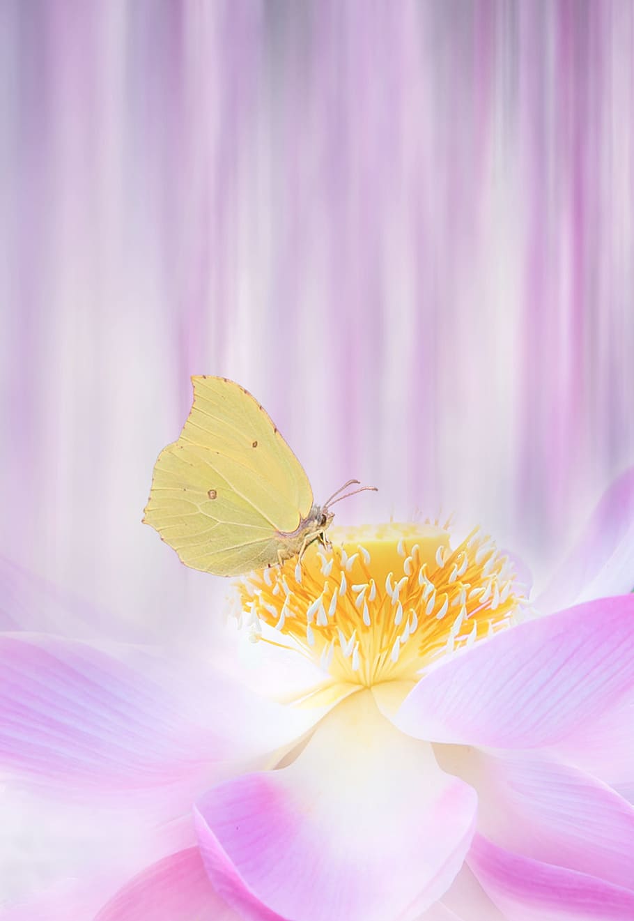 close-up photo of beige butterly, flower, summer, plant, garden, HD wallpaper