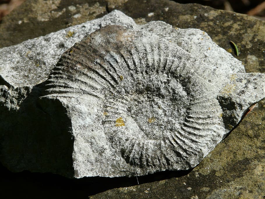 ammonit, petrification, snail, shell, limestone, fossil, close-up HD wallpaper