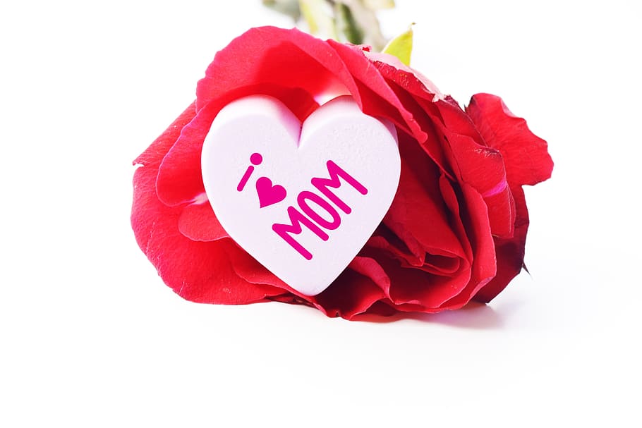 red rose macro shot, april, background, beauty, bloom, blossom HD wallpaper