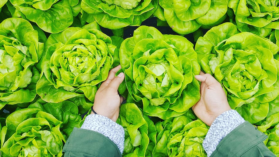 person picking green cabbage, person holding green vegetable, HD wallpaper