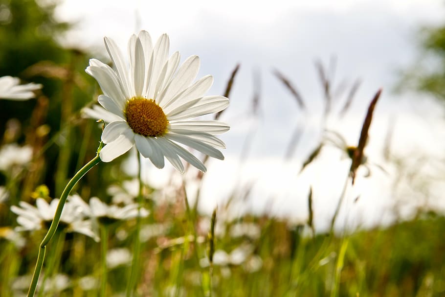 closeup photography of white petaled flowers taken during daytime HD wallpaper