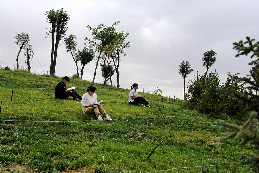 Youth, Campus, learning, child, tree, field, grass, childhood HD wallpaper