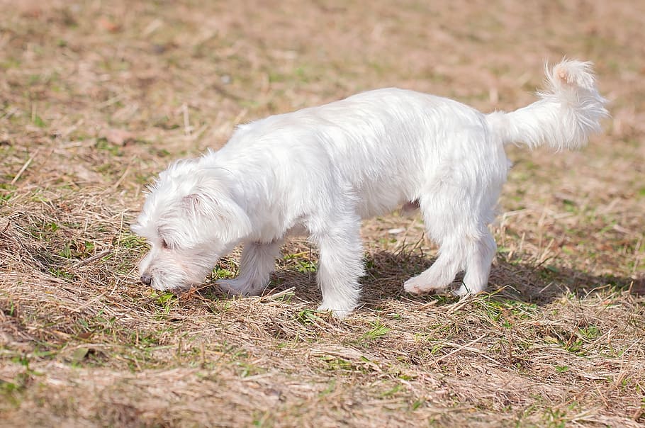 dog, white, young dog, maltese, small, small dog, pet, sweet, HD wallpaper