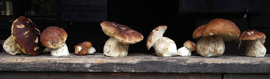 cep, herrenpilz, mushroom, noble rot, brown, food, vegetable, HD wallpaper