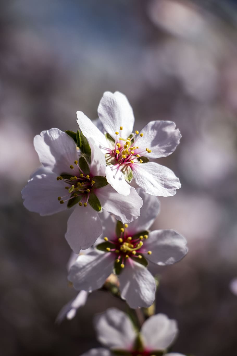 spring, flower, white, flowering plant, fragility, freshness HD wallpaper
