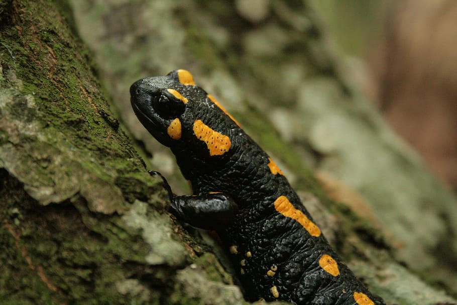 selective focus photography of black and yellow reptile on trunk