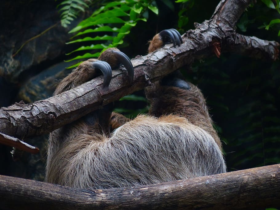 sloth, claw, upside down, climb, shimmy, depend, two-toed sloth HD wallpaper