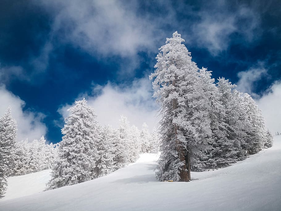 landscape photography of tree coated by snow under blue sky, snow-covered treesr HD wallpaper