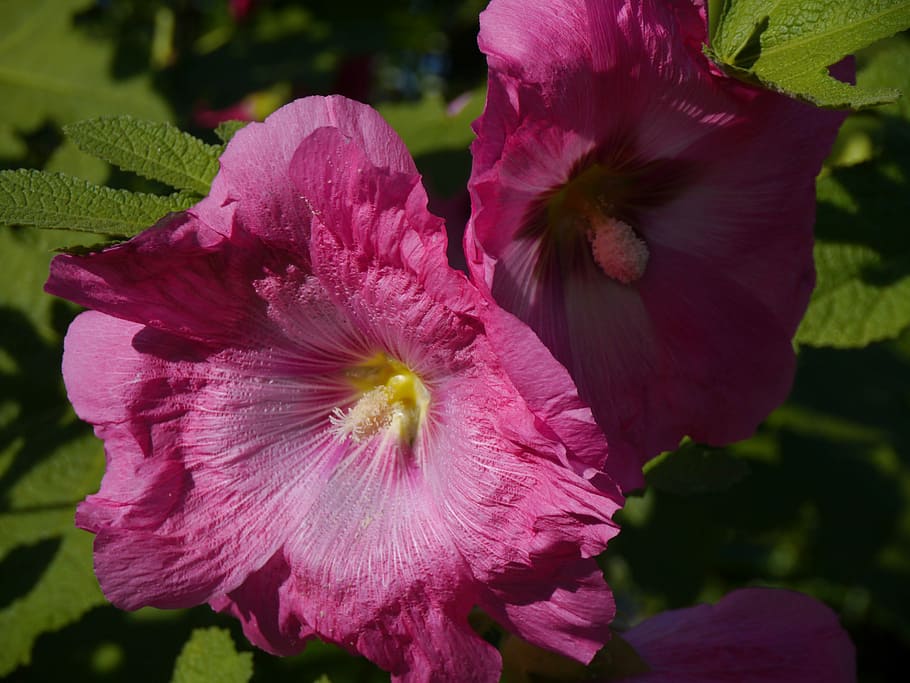 Althaea Rosea, Pink, Flowers, hana aoi, bud, leaf, green, otsu park, HD wallpaper