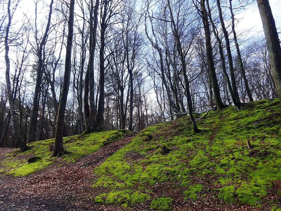 forest, tree, landscape, forests, nature, moss, green, plant HD wallpaper