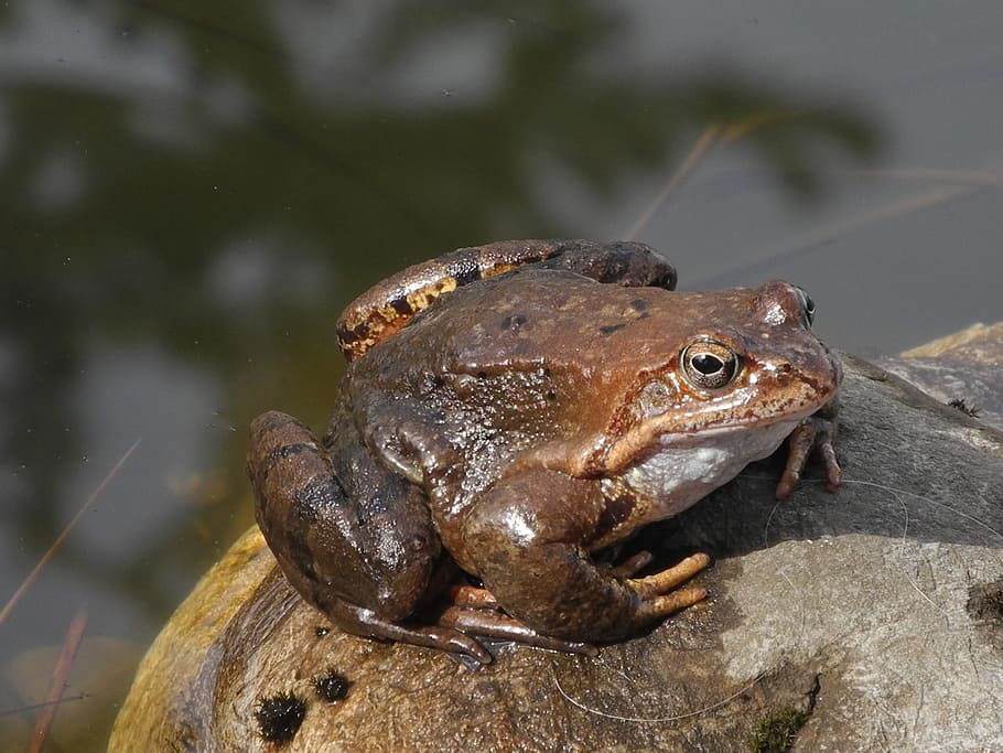 toad, stone, close, nature, animal, bach, animal themes, animal wildlife HD wallpaper