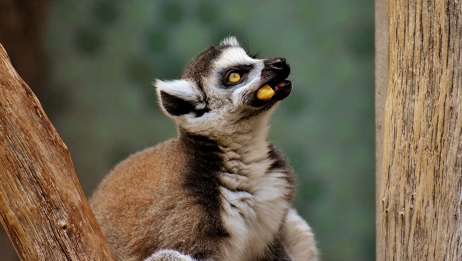 monkey, lemur, cute, eat, zoo, äffchen, sweet, animal, animal world HD wallpaper