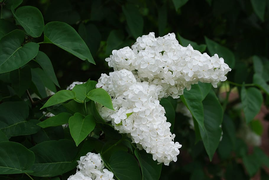 lilac, blossom, spring, bloom, syringa vulgaris, white, garden HD wallpaper