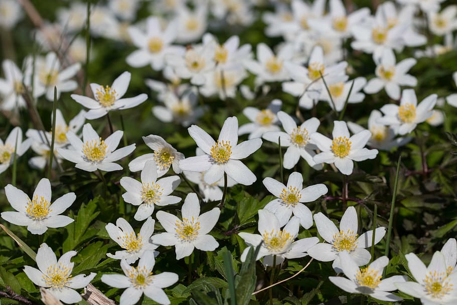 anemones, may 2017, rogaland, flower, flowering plant, fragility HD wallpaper